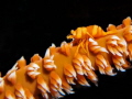   Black coral shrimp Pontonides unciger well camouflaged. camouflaged  